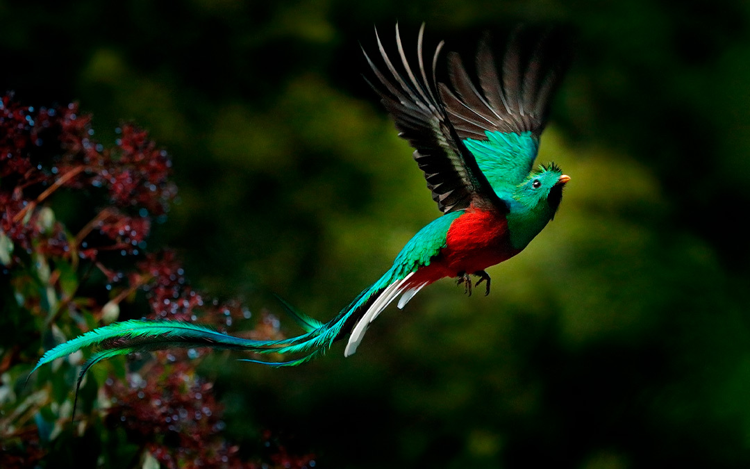 biodiversidad en México