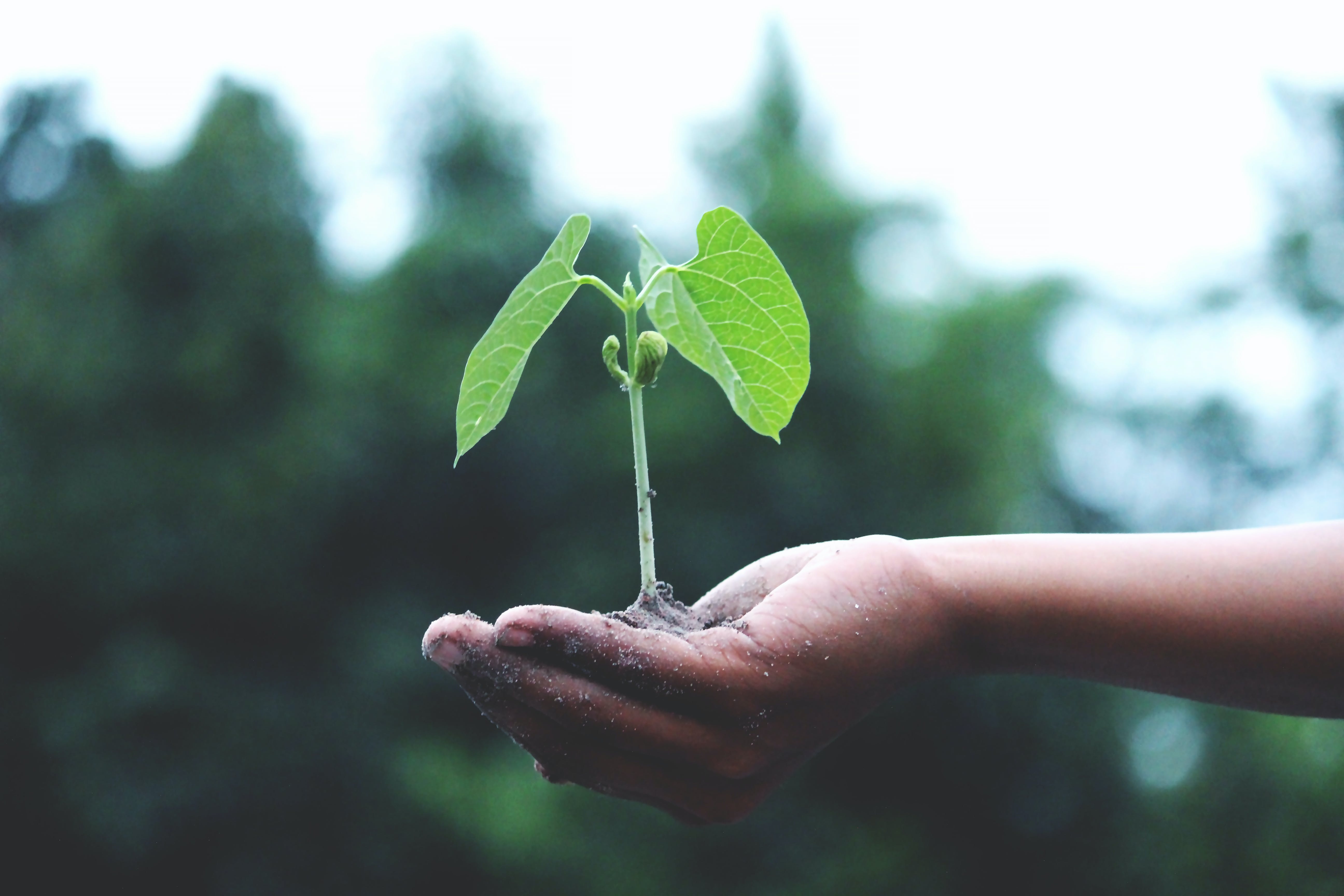 Gratis Persona Sosteniendo Una Planta Verde Foto de stock