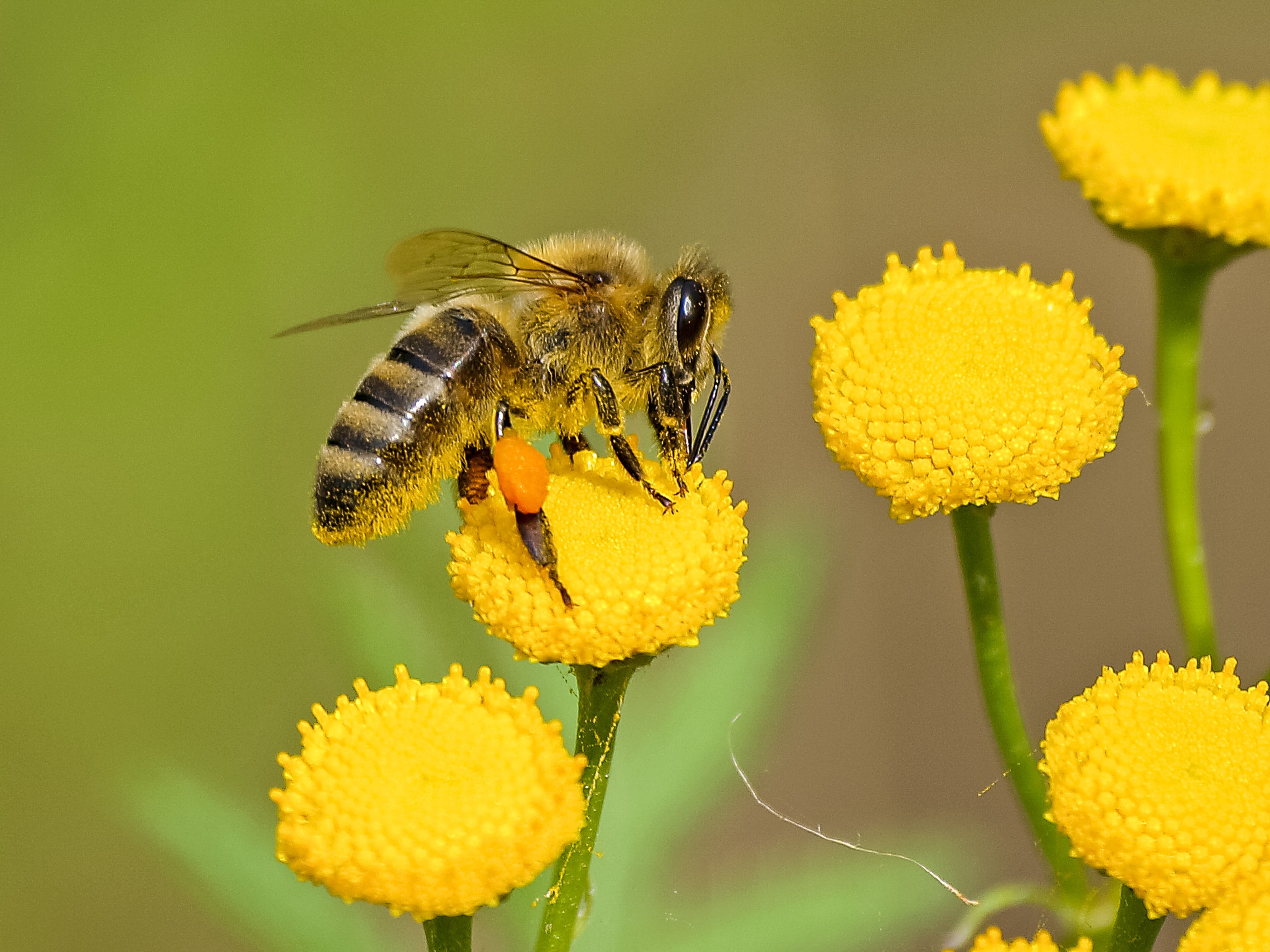 Gratis Abeja Marrón Y Negra Sobre Néctar De Flor Amarilla Foto de stock