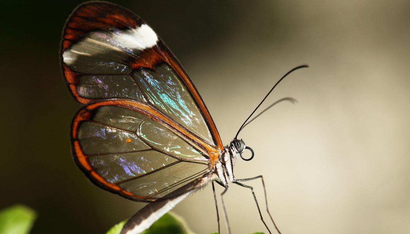 Una mariposa de cristal? Es real y las fotos te dejarán sin aliento | Explora | Univision