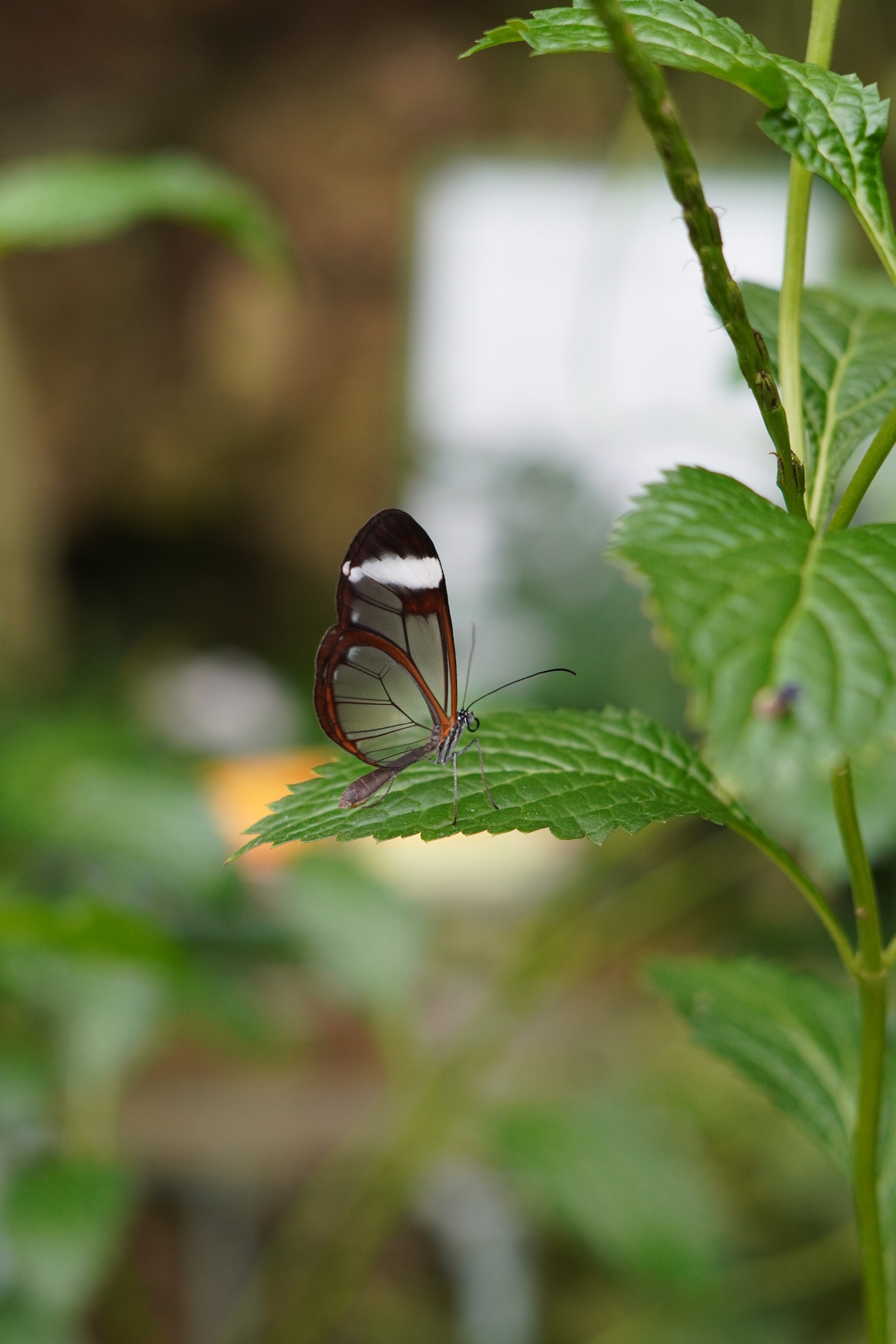 Gratis Fotos de stock gratuitas de de cerca, fotografía de insectos, greta oto Foto de stock