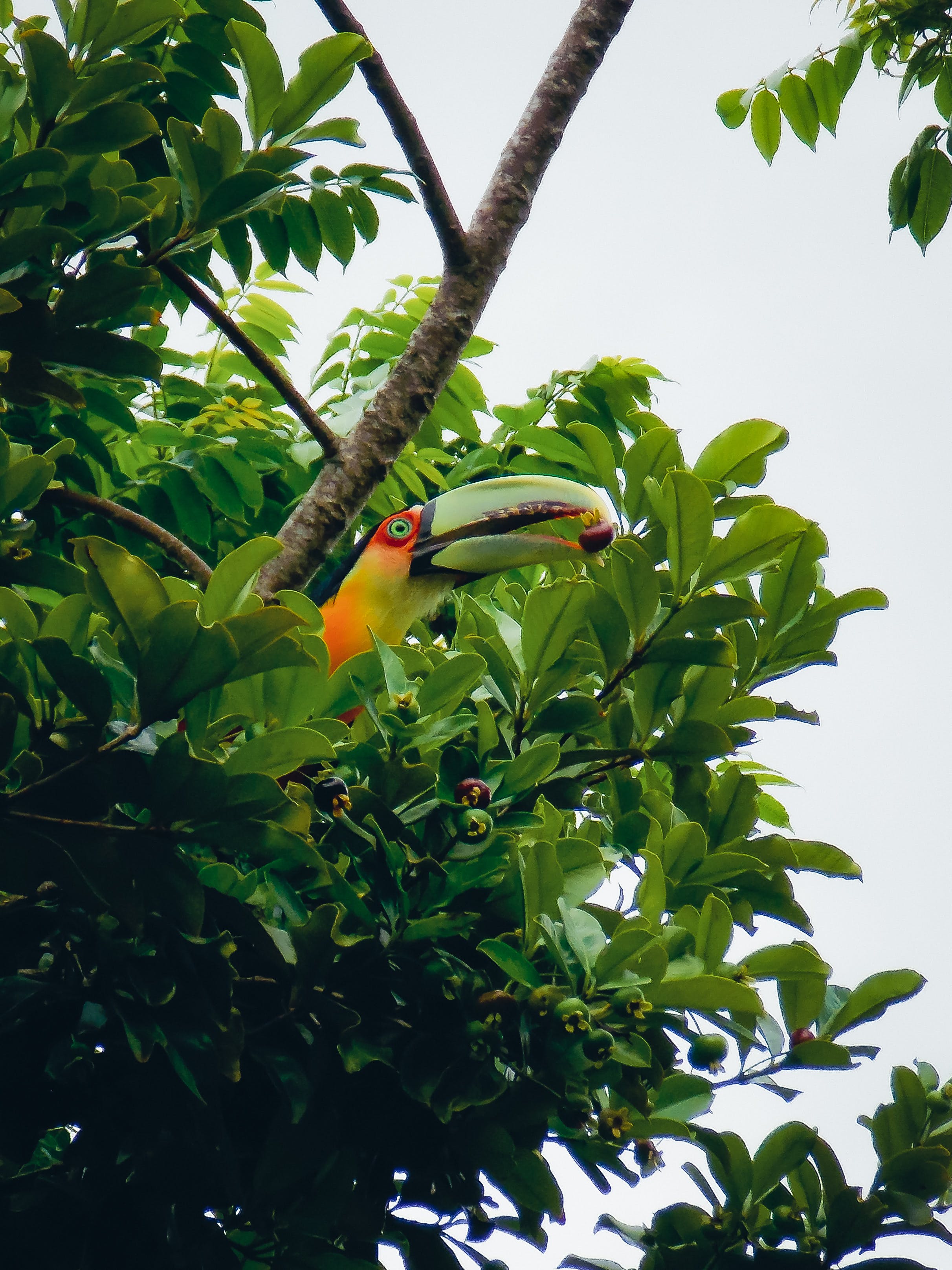 Gratis Fotos de stock gratuitas de árbol, aviar, comiendo Foto de stock